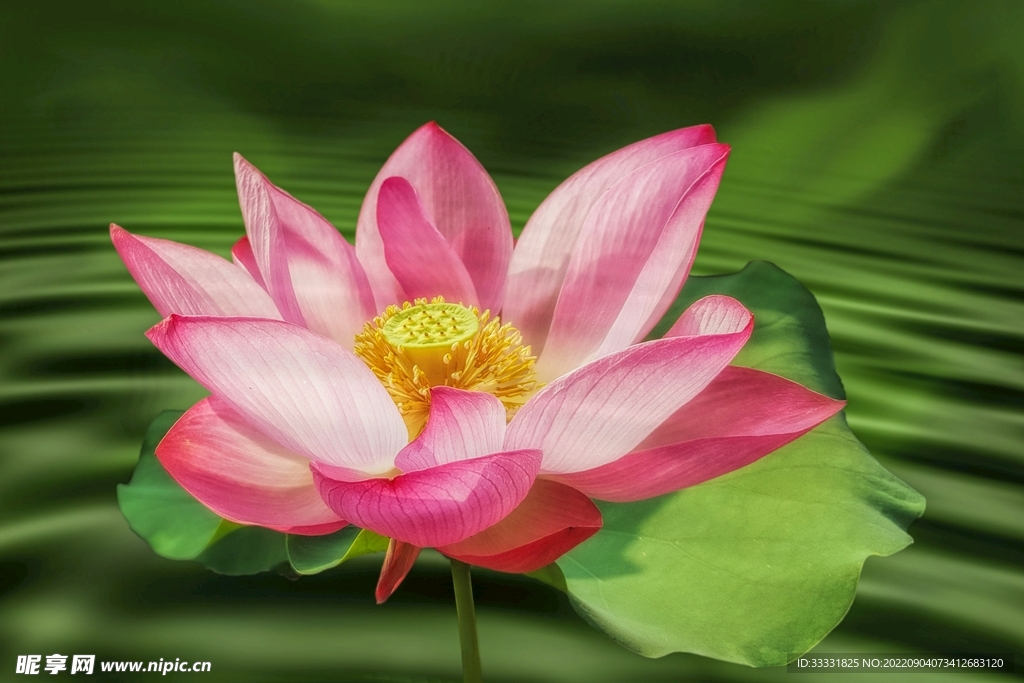 莲花