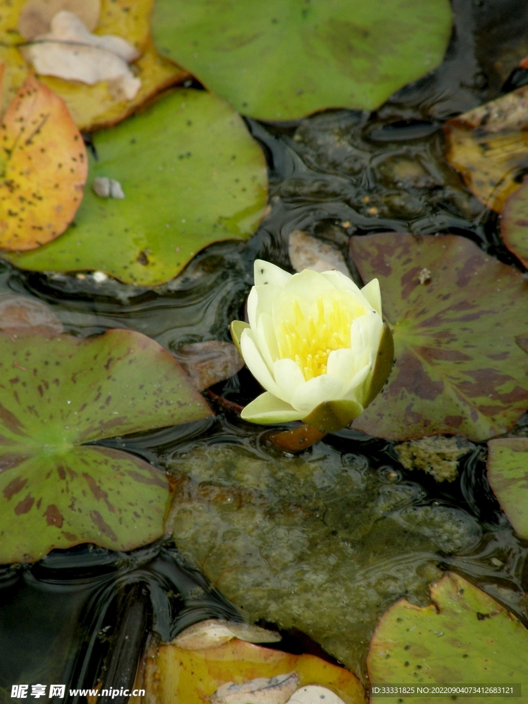 莲花