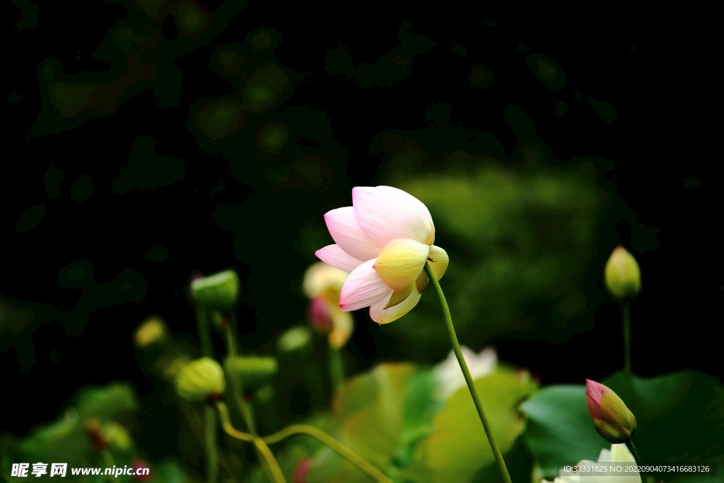 莲花