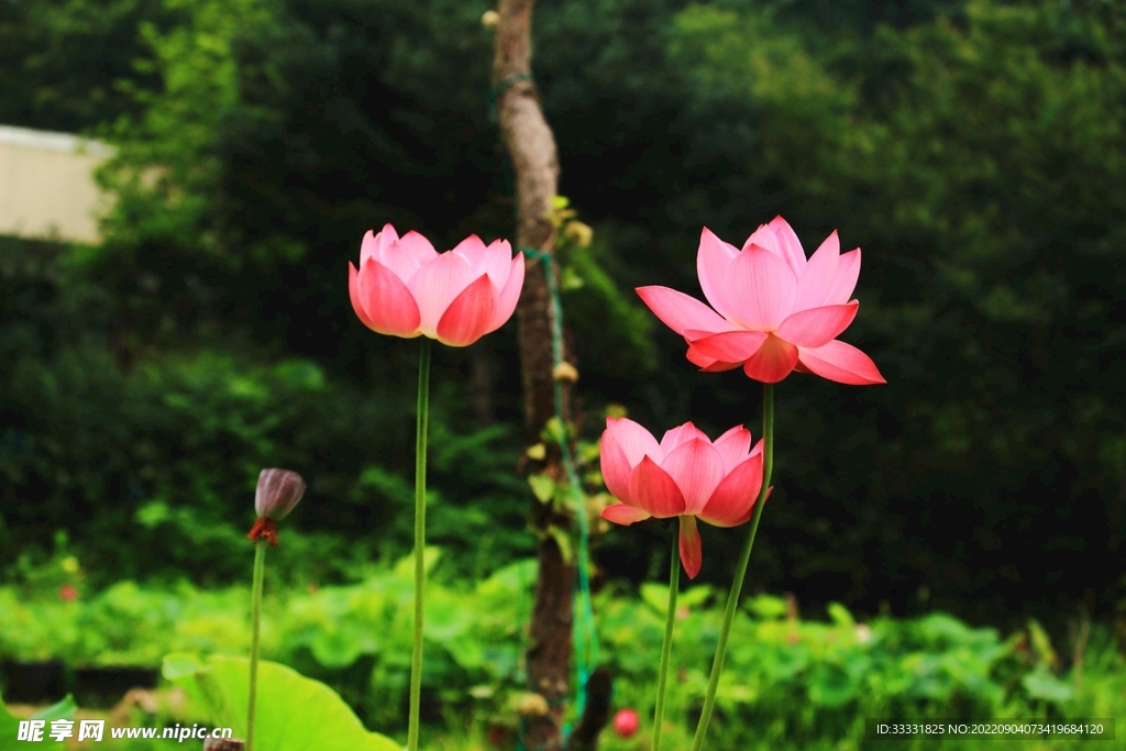莲花