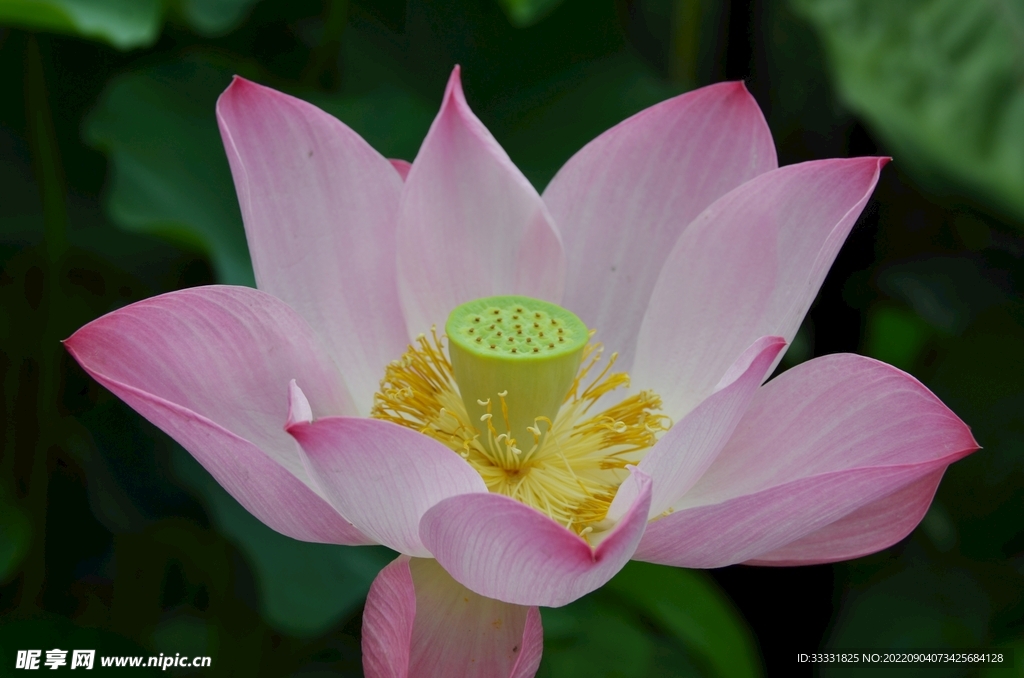 莲花