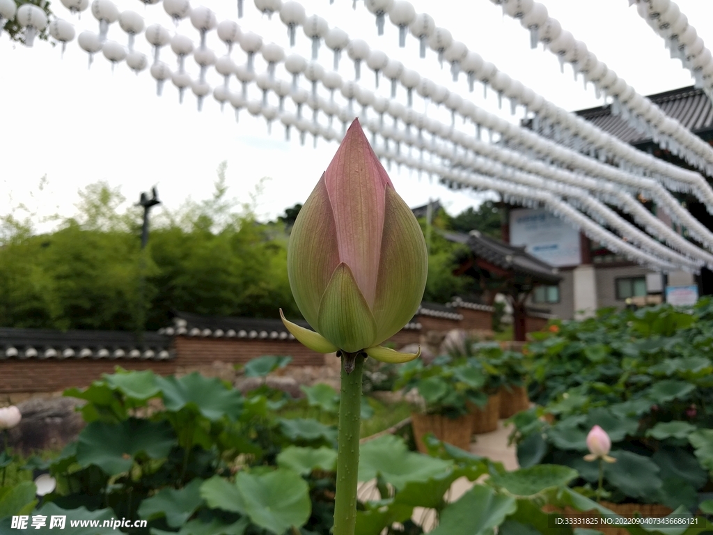 莲花