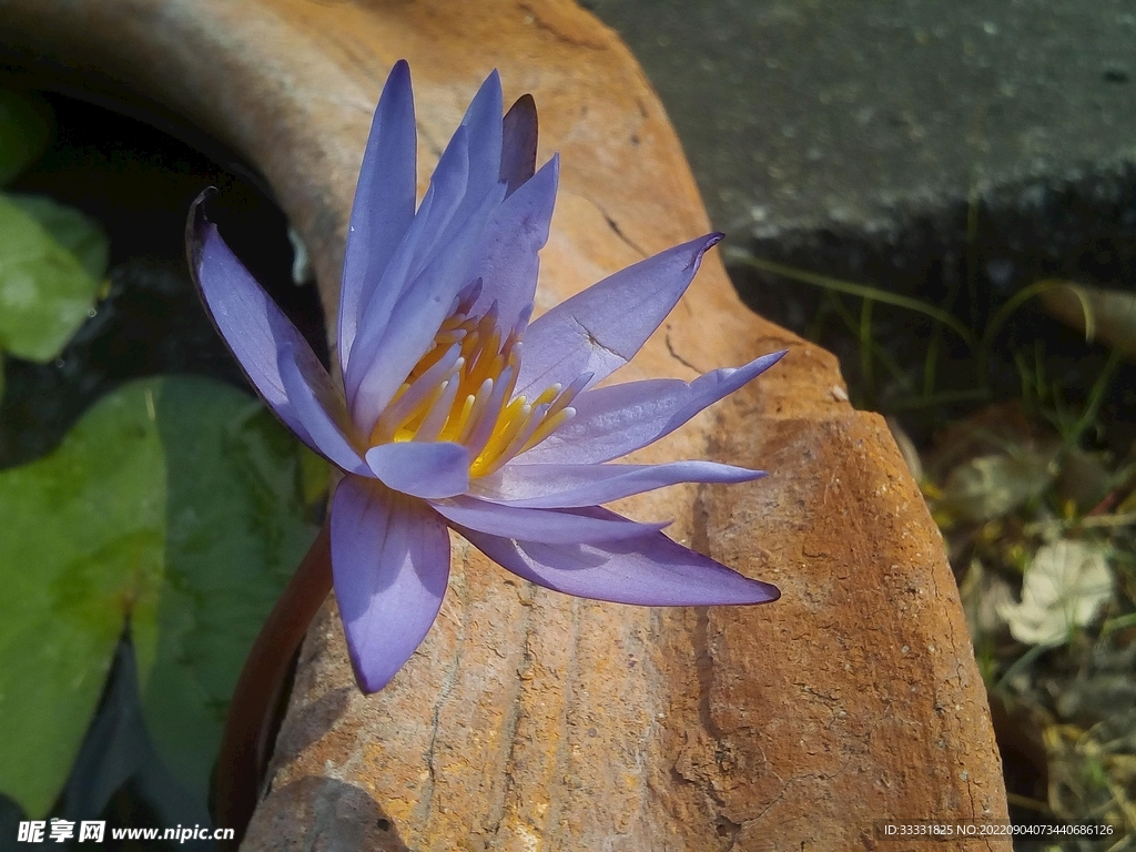 莲花