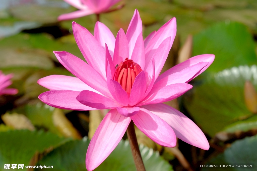 莲花