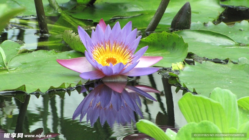 莲花