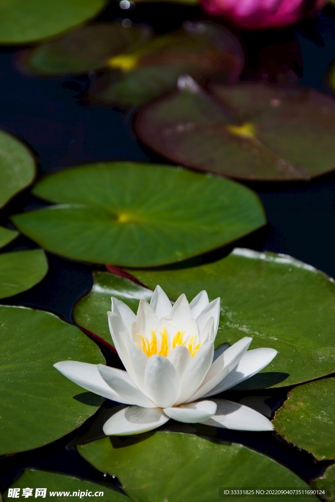 莲花