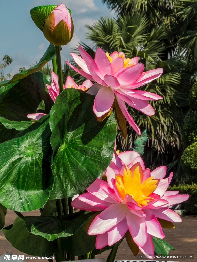 莲花