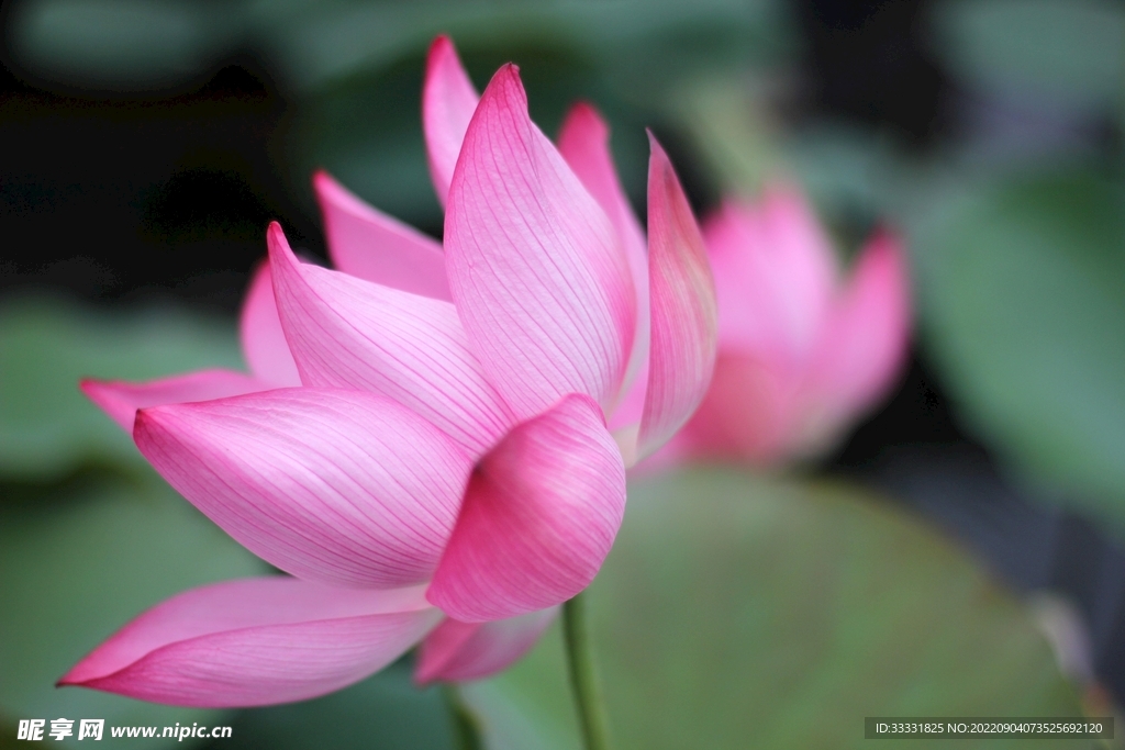 莲花