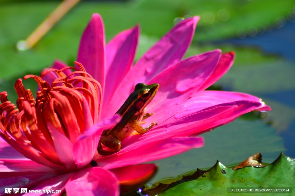 莲花