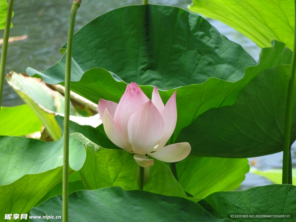 莲花