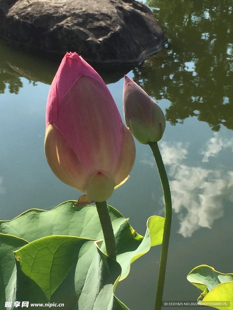 莲花
