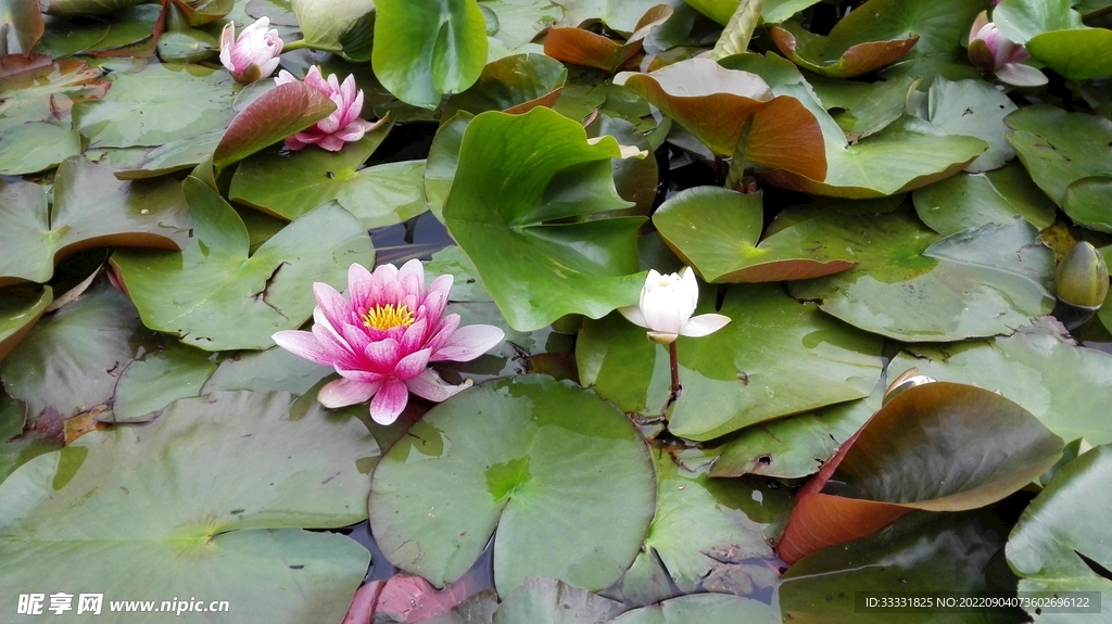 莲花