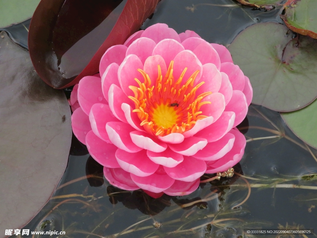 莲花