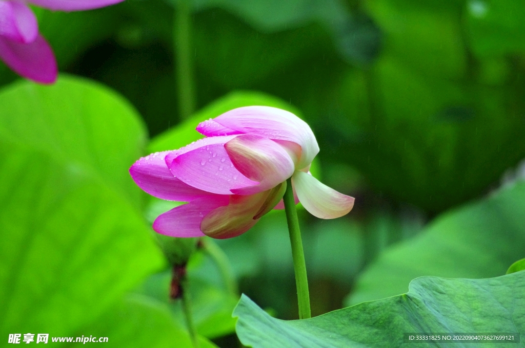 莲花
