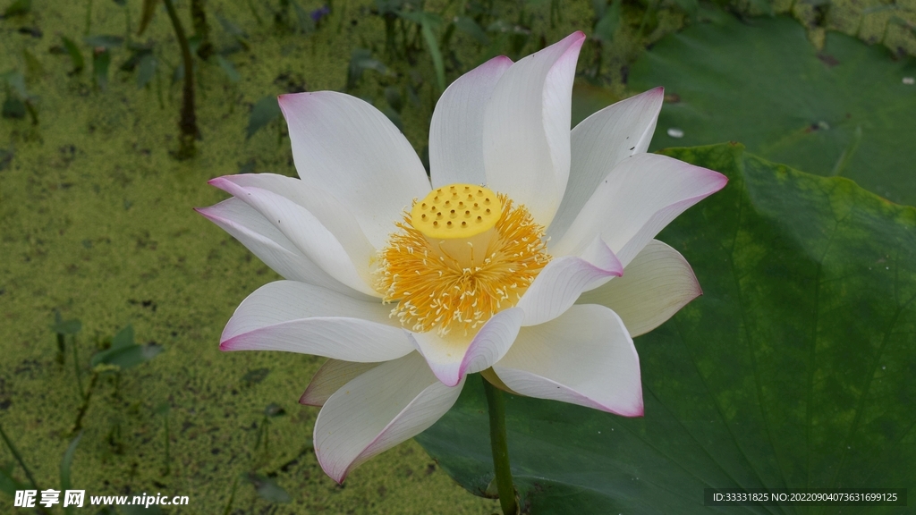 莲花