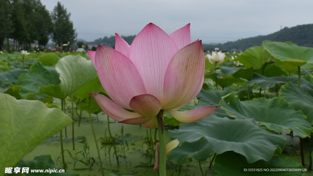 莲花