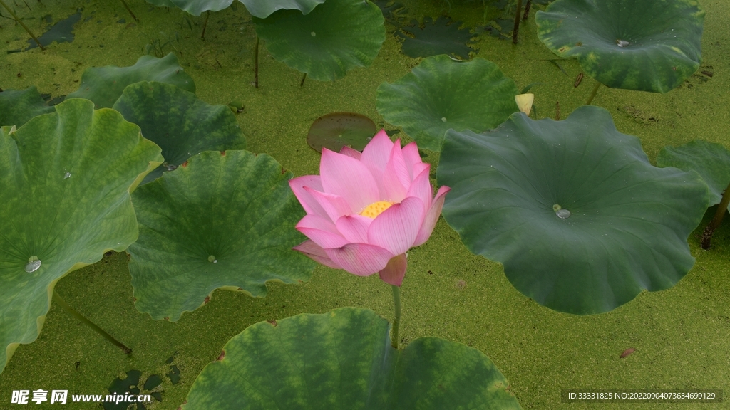 莲花