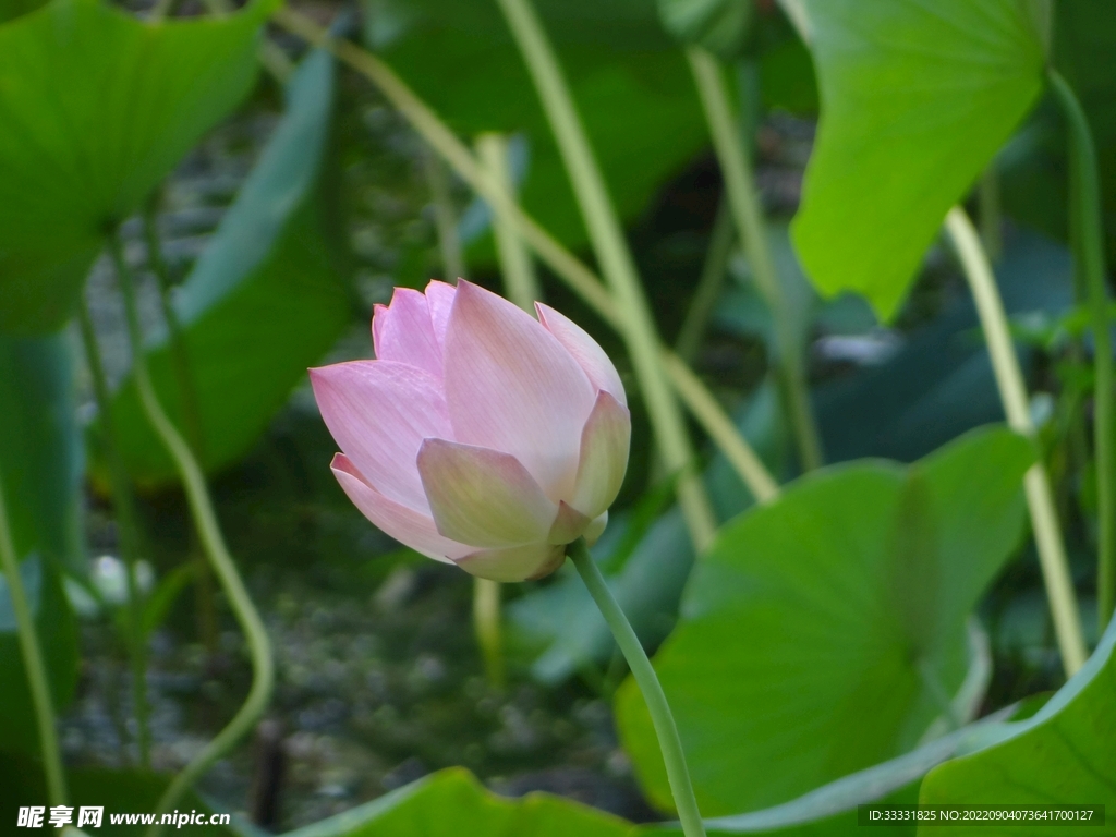 莲花