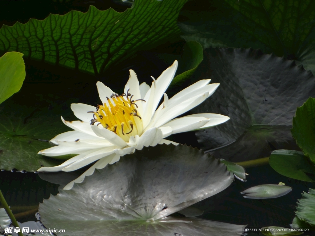 莲花