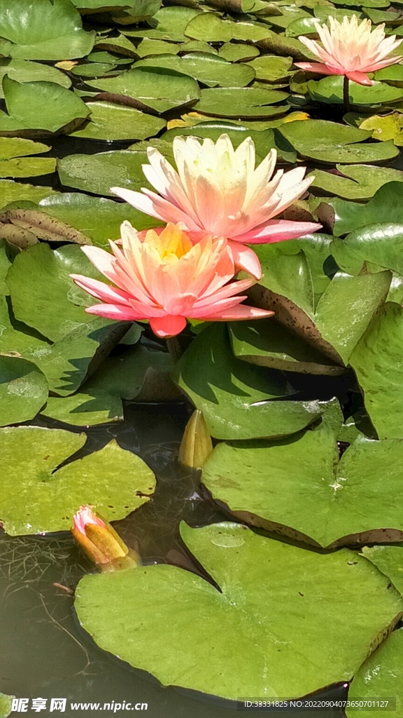莲花