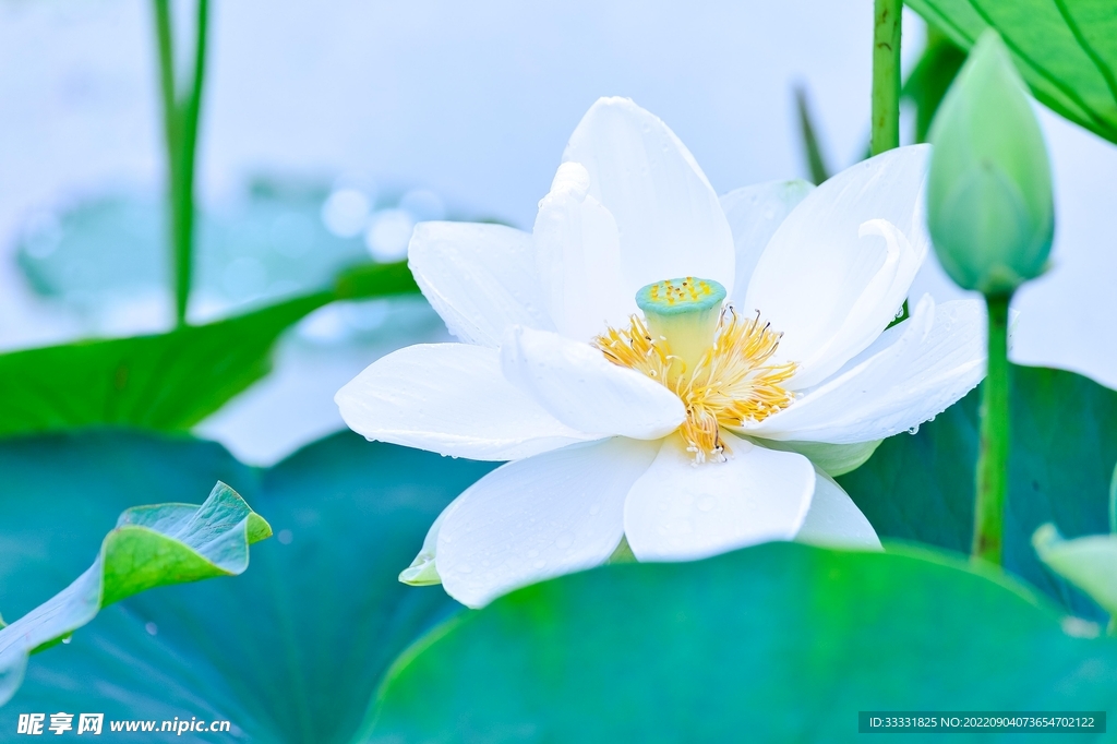 莲花