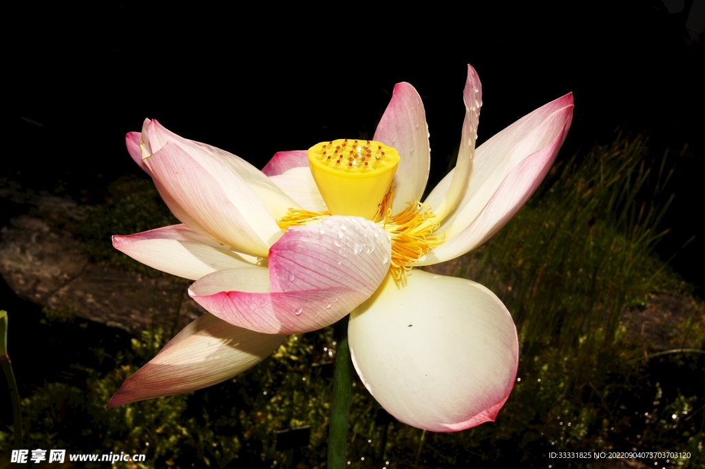 莲花