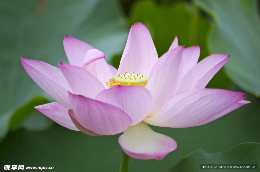 莲花