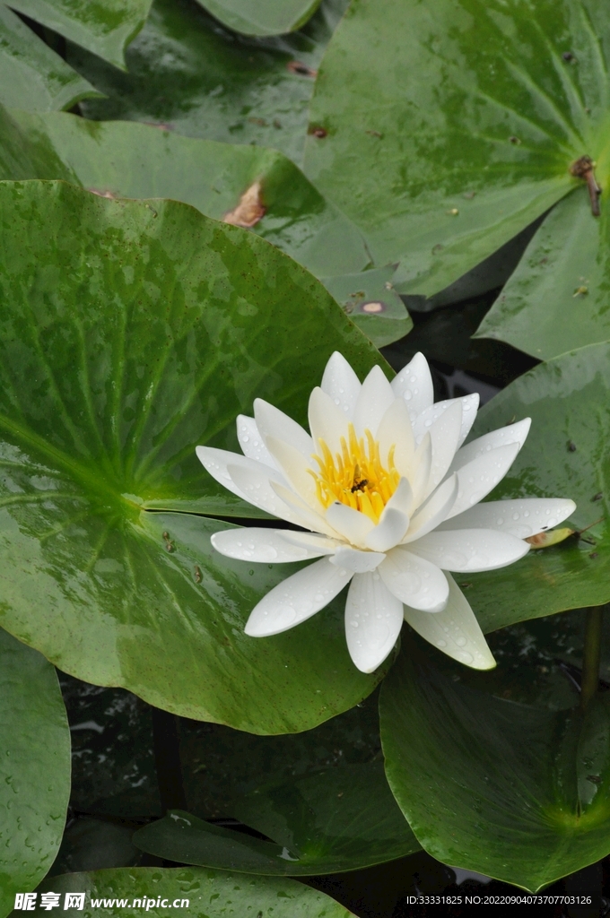 莲花