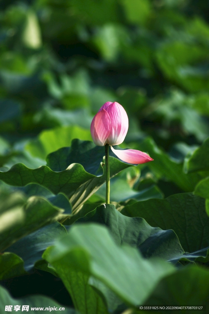 莲花