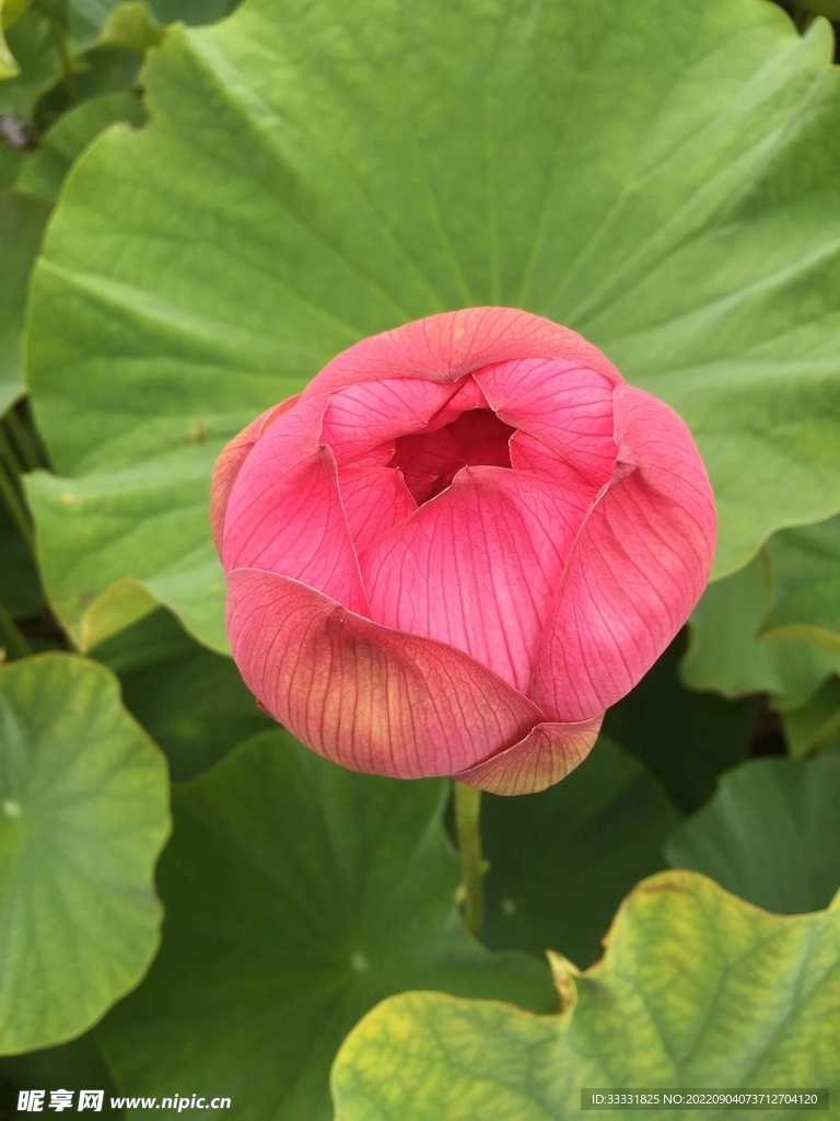 莲花