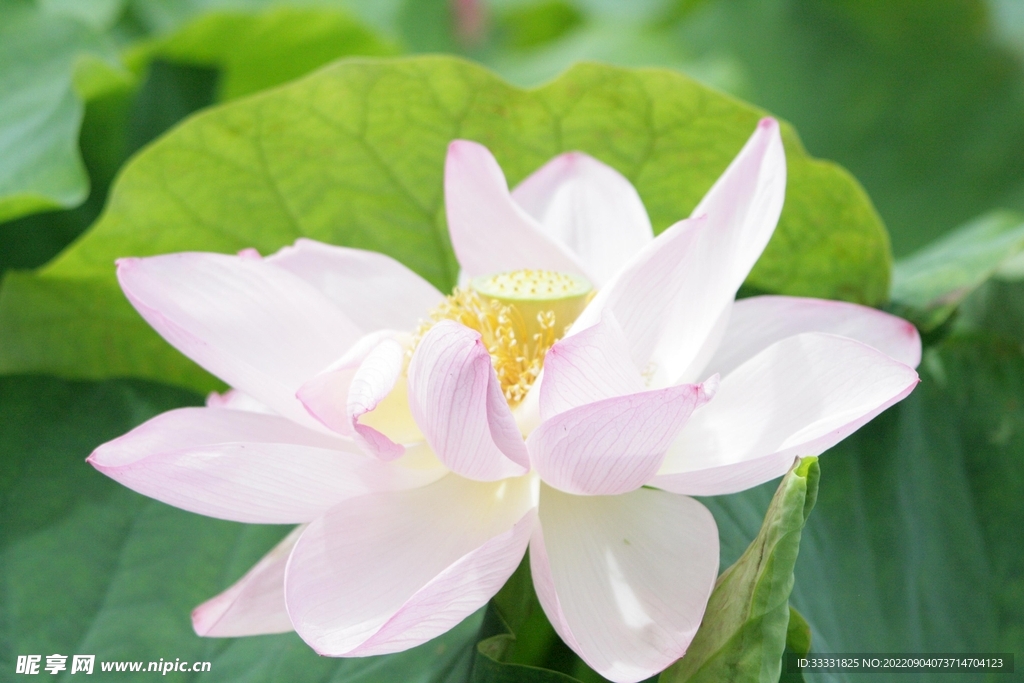 莲花