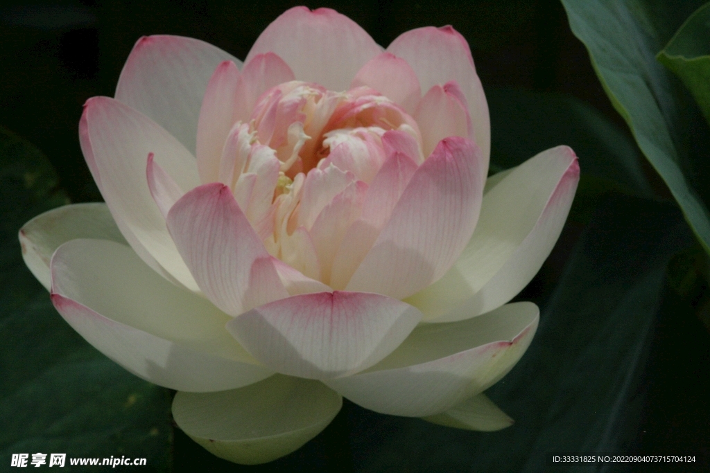 莲花