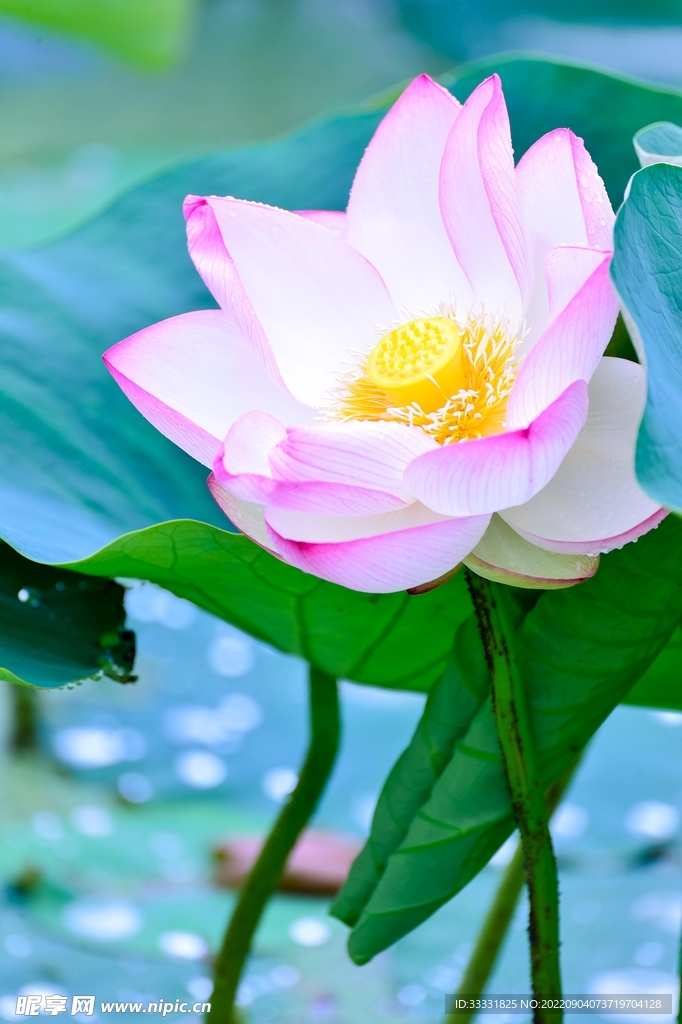 莲花