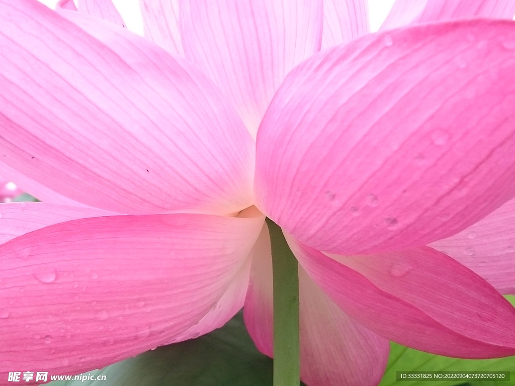 莲花