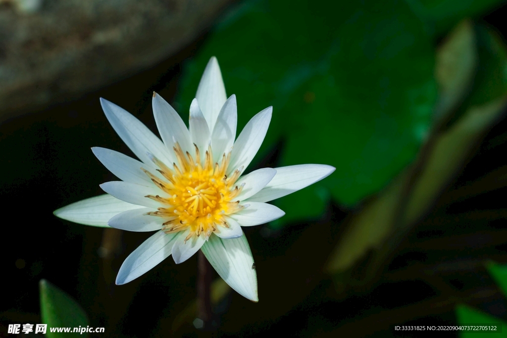 莲花