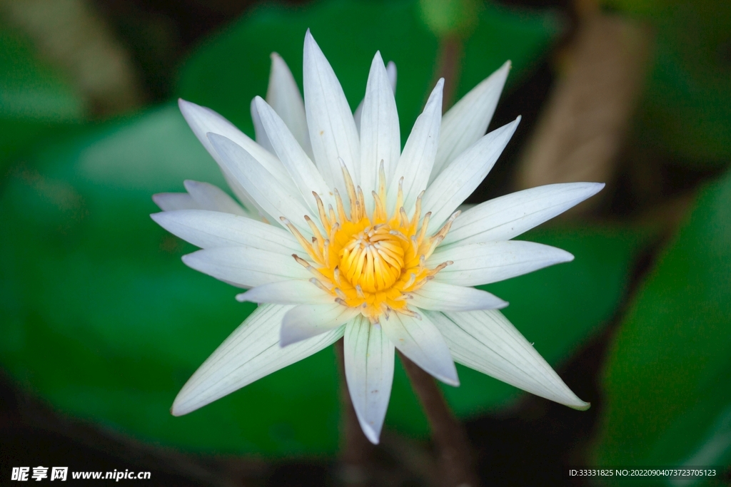 莲花