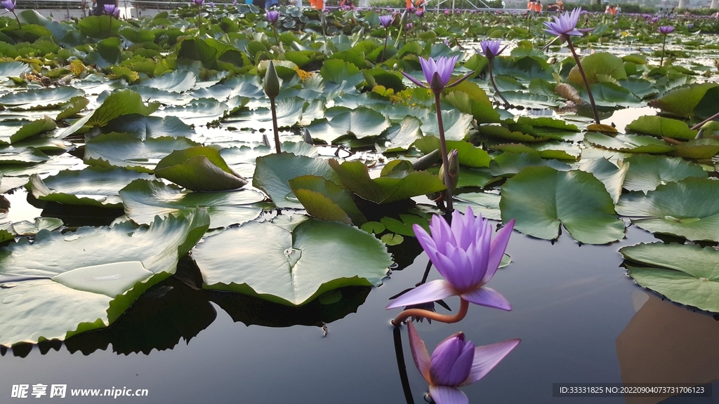 莲花