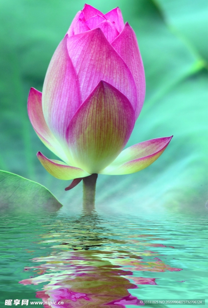 莲花