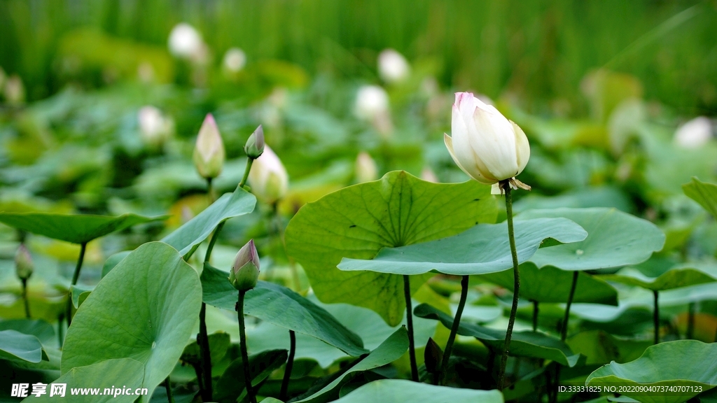 莲花