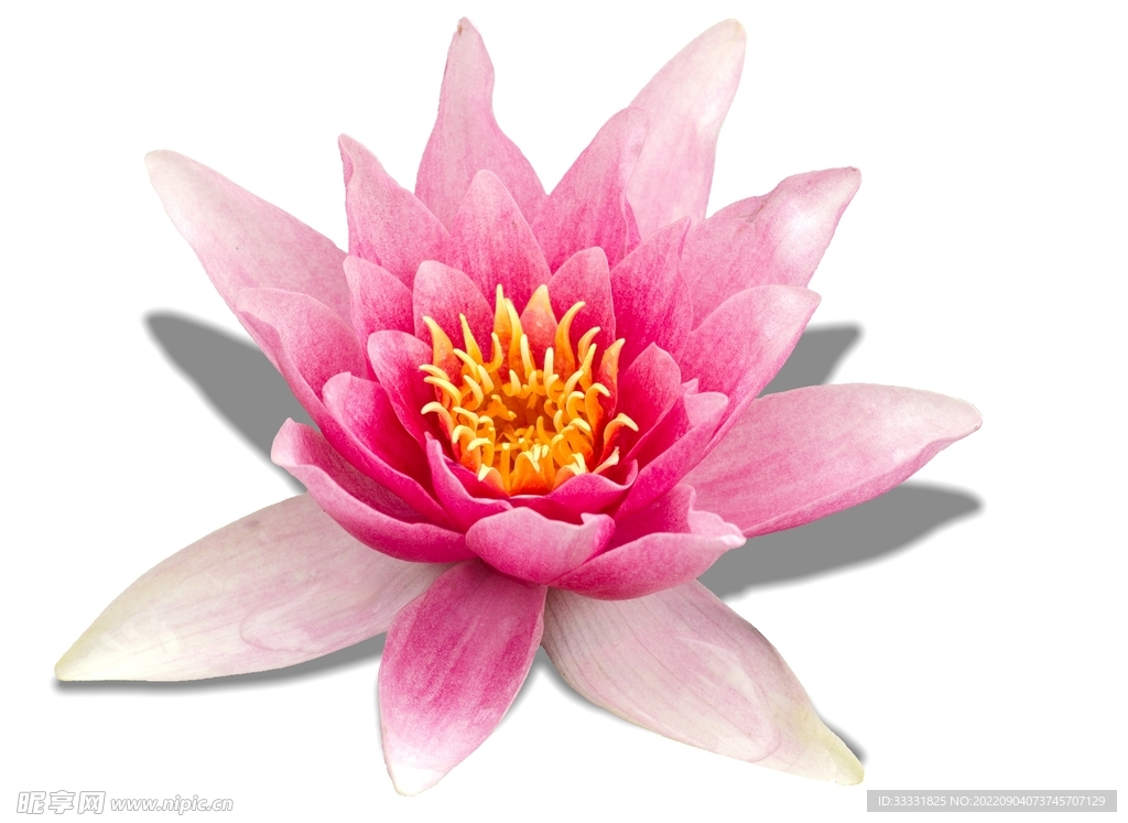 莲花