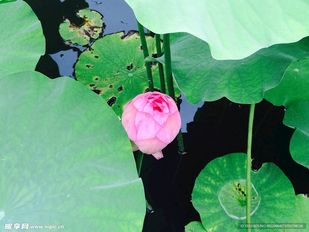 莲花