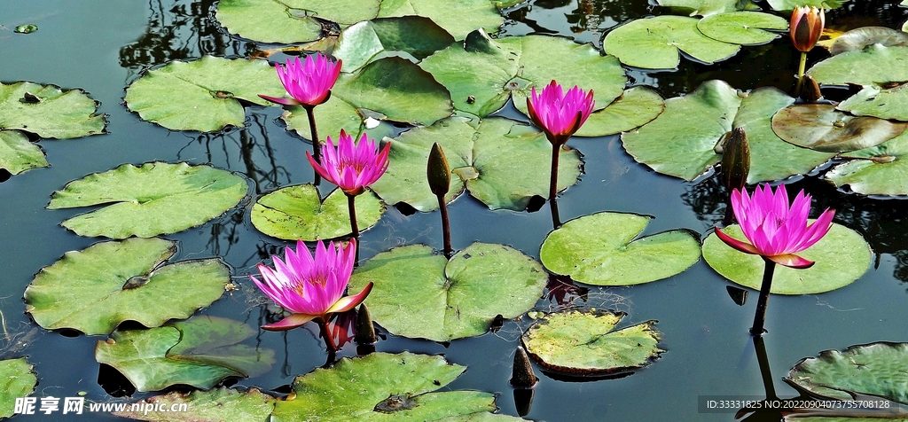 莲花