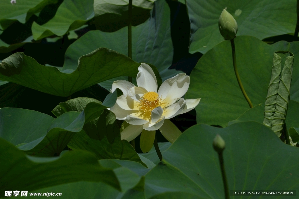 莲花