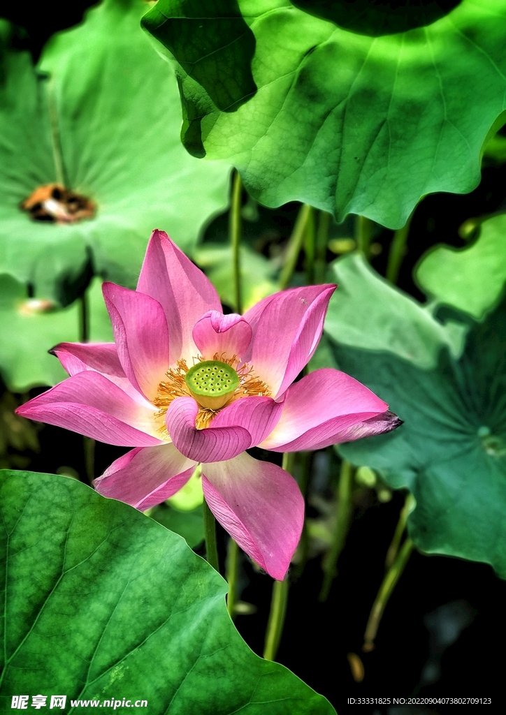 莲花