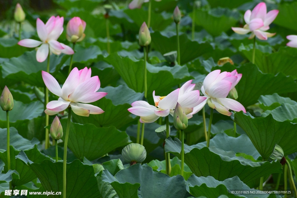 莲花