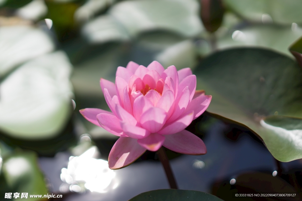 莲花