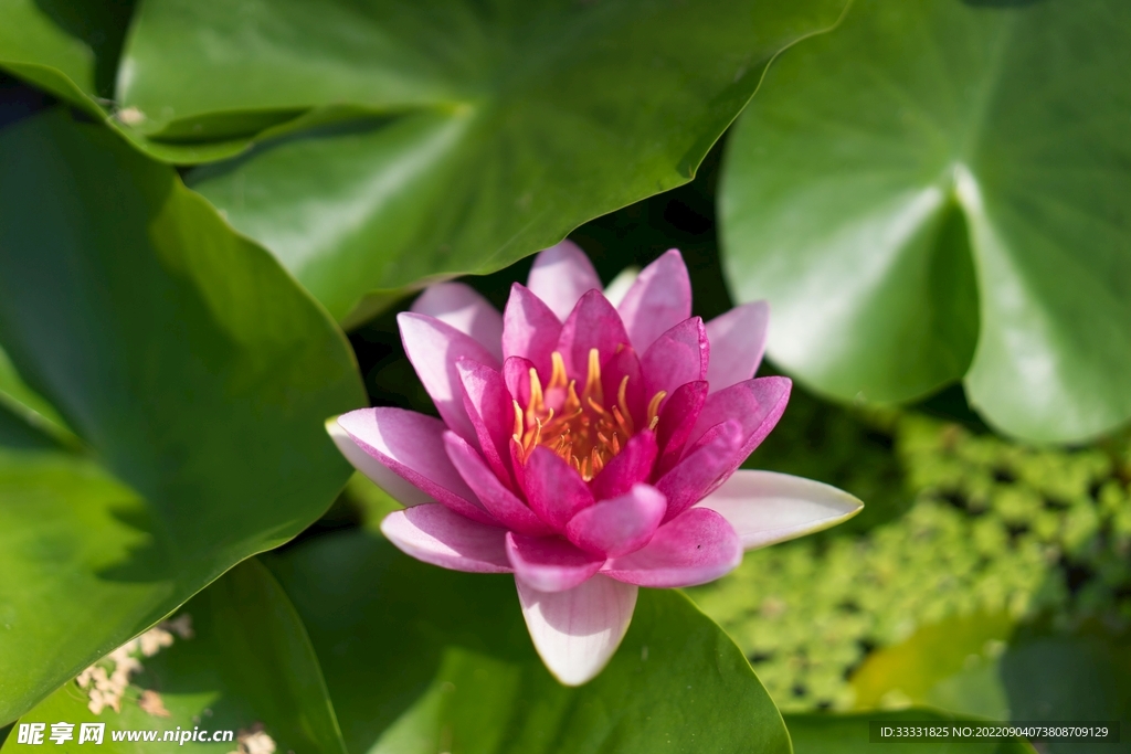 莲花