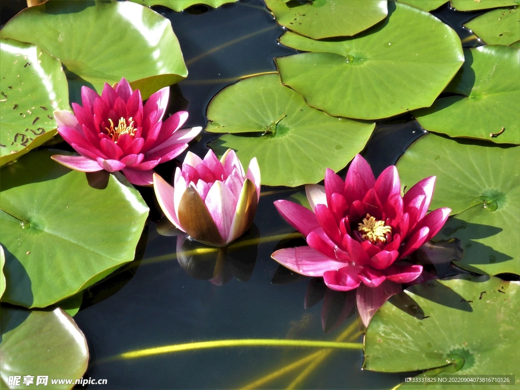 莲花