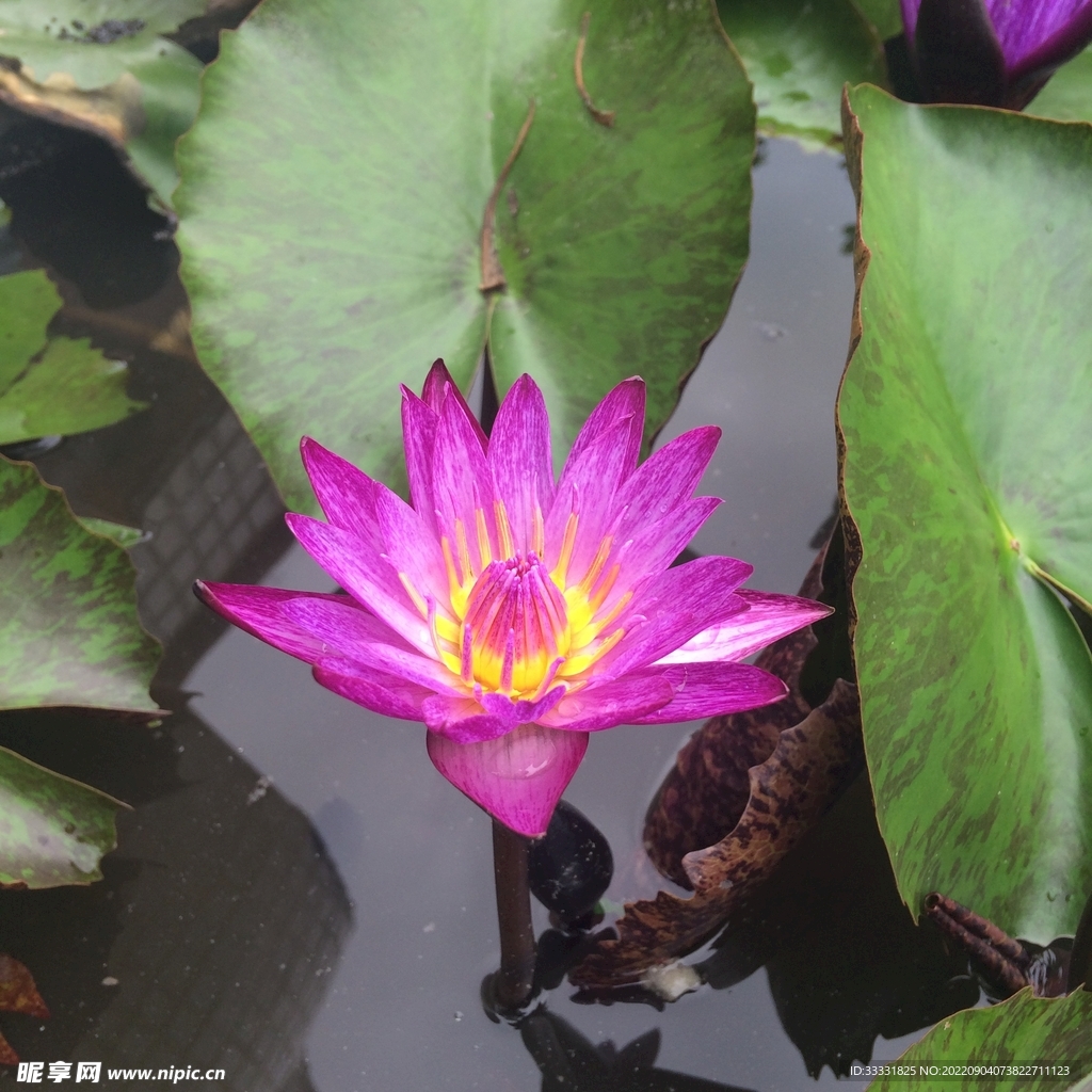 莲花