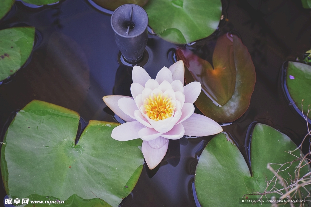 莲花